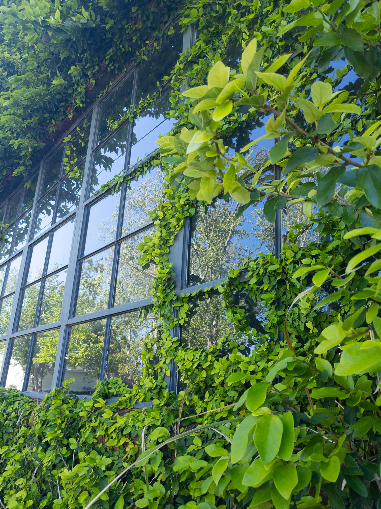 Overgrowth
