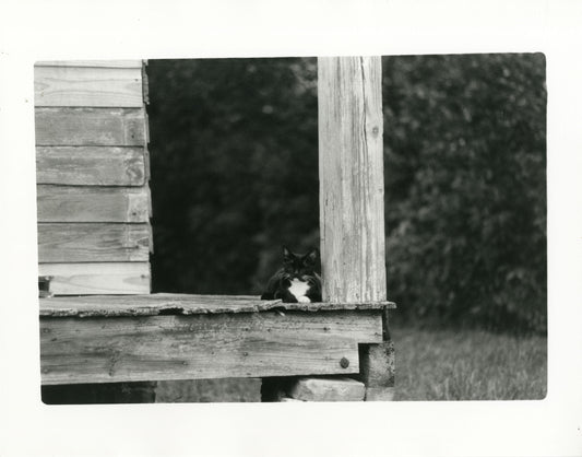 Porch Cat