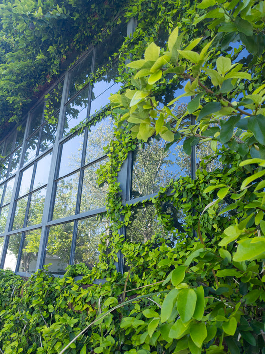 Overgrowth