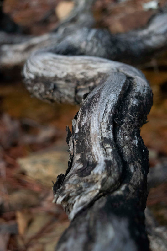 Roots