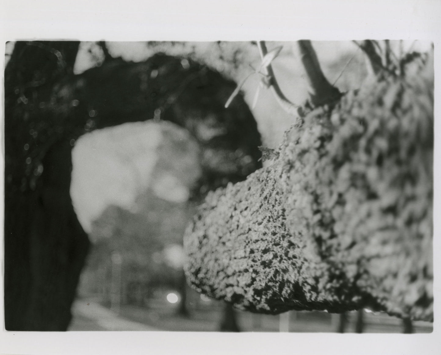 Branch