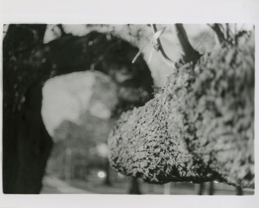 Branch